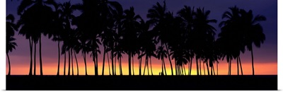 Silhouette of palm trees on the beach, Big Island, Hawaii II
