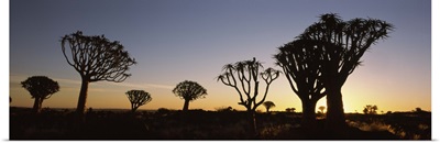 Silhouette of Quiver trees Aloe dichotoma at sunset Namibia