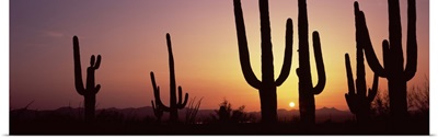 Silhouette of Saguaro cacti Carnegiea gigantea on a landscape Saguaro National Park Tucson Pima County Arizona