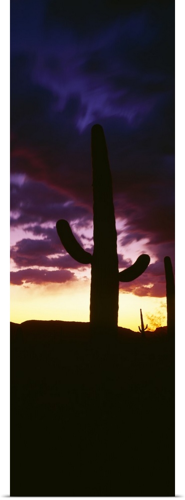 Silhouette of saguaro cactus at sunset, Organ Pipe Cactus National Monument, Arizona
