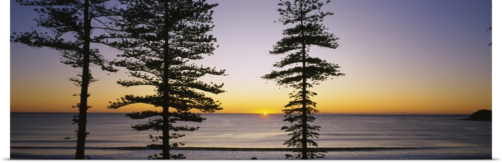 Panoramic canvas of the silhouette of trees against a sunrise on the water.