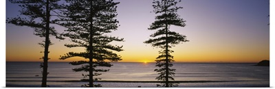 Silhouette of trees at dawn, Manly Beach, Sydney, New South Wales, Australia