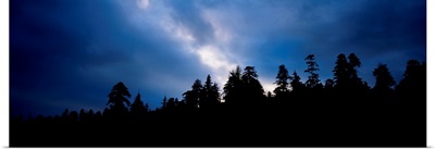 Silhouette of trees at dusk, Prairie Creek Redwoods State Park, Redwood National Park, California
