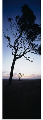 Silhouette of trees at dusk, Western Australia, Australia