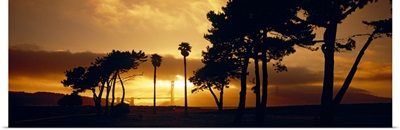 Silhouette of trees at sunset, Golden Gate Bridge, San Francisco, California