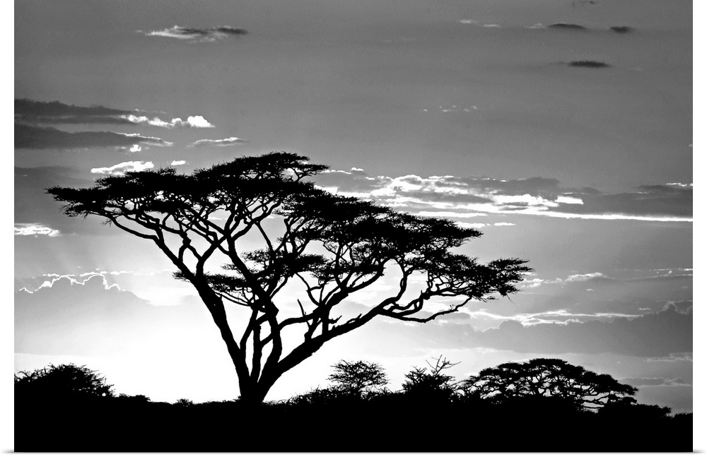 This landscape photograph shows one savannah tree growing taller than the others and reaching towards the sky at sunset.