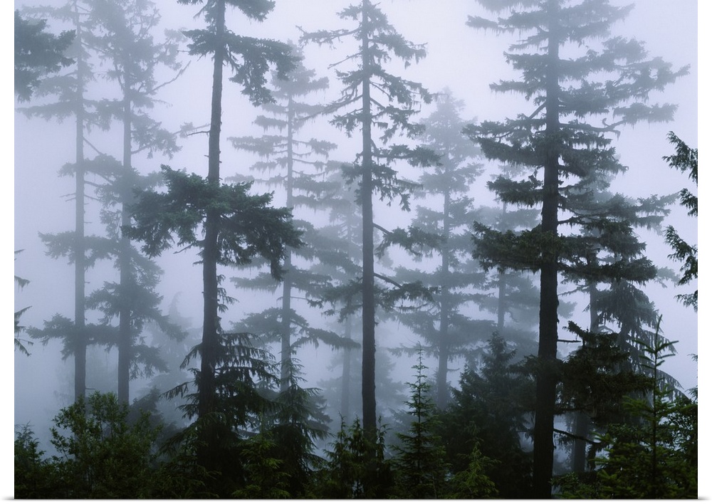 Scenic photo of fog mingling among tall Douglas Fir pine trees.