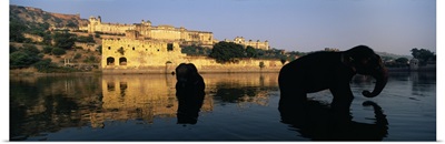 Silhouette of two elephants in a river Amber Fort Jaipur Rajasthan India