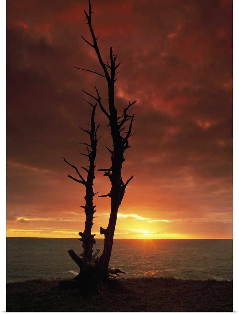 Vertical canvas photo art of a silhouetted bare tree in front of a body of water at sunset.