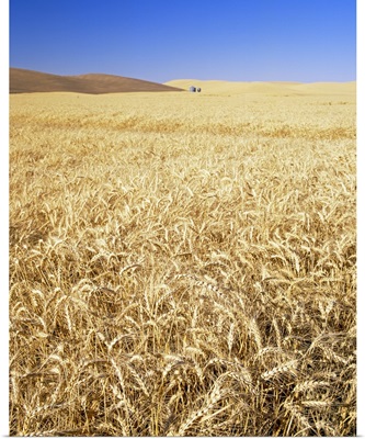 Silo in a wheat field, Palouse Country, Washington State