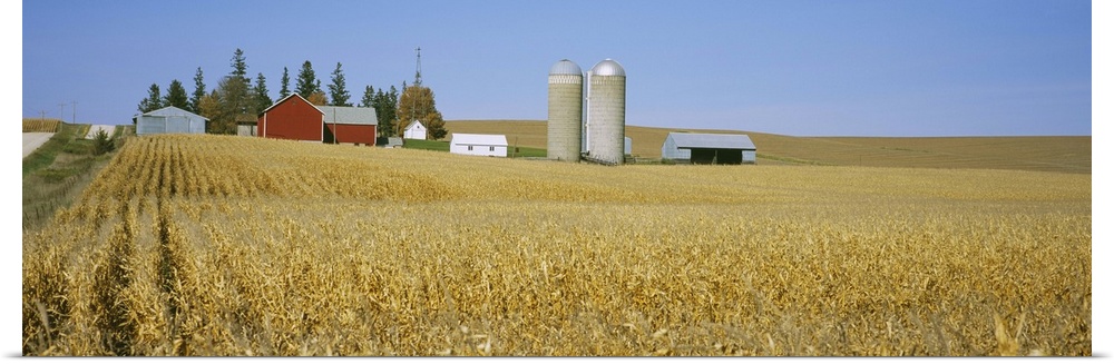 Silos and barns in a corn field, Minnesota