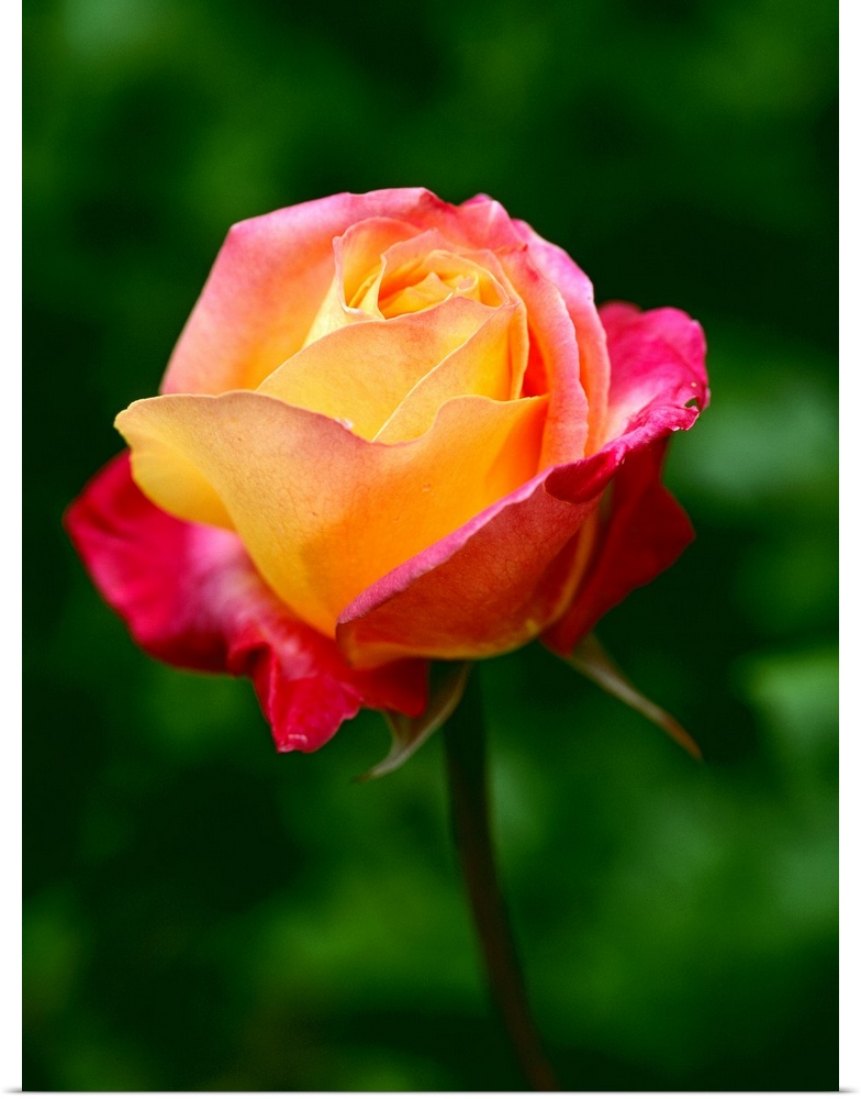 Macro photograph of a blooming rose against a blurred background.