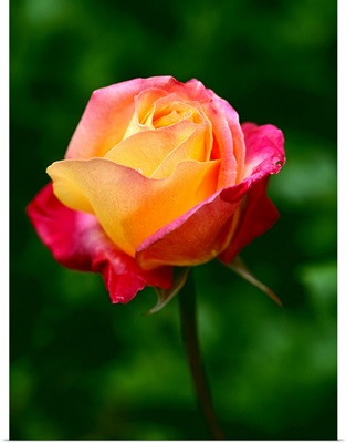 Single Rose Flower Blossom