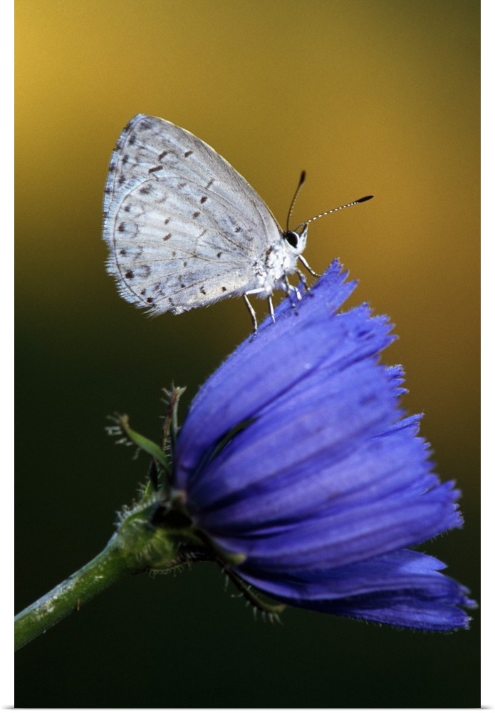 A flower is photographed closely with a white moth perched on it.