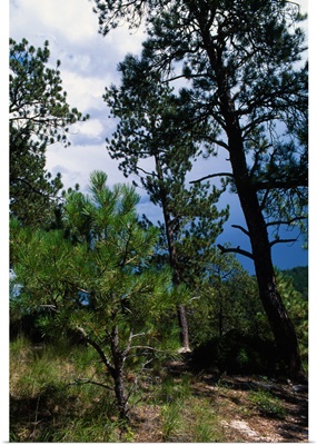 Small sapling and mature ponderosa pine trees, South Dakota