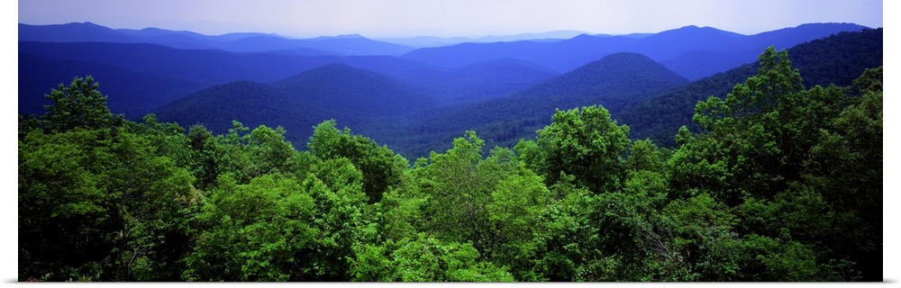 Panoramic photograph on a large canvas looking over green treetops to a vast mountain range of the Smoky Mountain National...