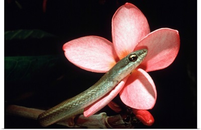 Snake and Flower Guyana