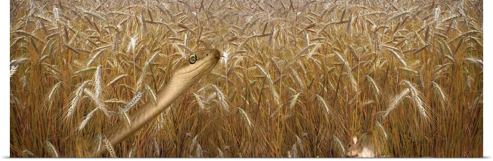 Snake looking for mouse in a wheat field