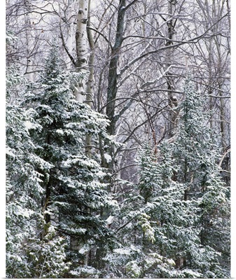 Snow-covered forest, Wisconsin
