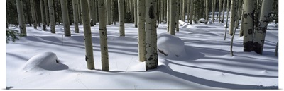 Snow covered landscape, Flagstaff, Coconino County, Arizona
