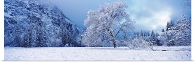 Snow covered oak tree in a valley, Yosemite National Park, California,
