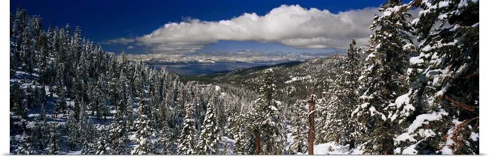 Panoramic photograph of snowy forest under a cloudy sky.