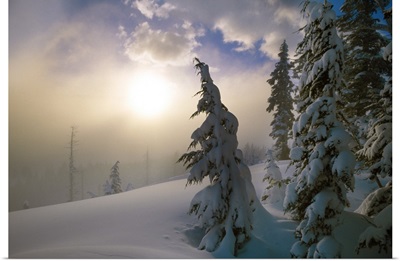 Snow-covered pine trees, sunrise through fog, Oregon Cascades, Oregon, united states,