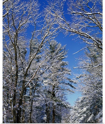 Snow-covered trees against blue sky, Backbone State Park, Iowa