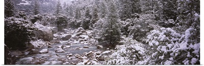 Snow covered trees along a river, Merced River, Yosemite National Park, California