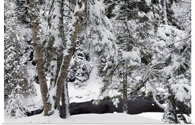 Snow-covered trees along Cascade River, Cascade River State Park, Minnesota