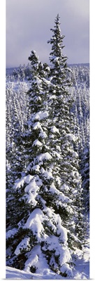 Snow Covered Trees Glacier National Park MT