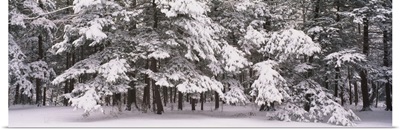 Snow covered trees in a forest, Chestnut Ridge County Park, Orchard Park, New York State