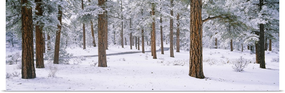 Panoramic photo on canvas of a snow covered forest with a road running through the middle of it from the left.