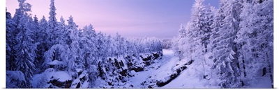 Snow covered trees in a forest, Imatra, Finland