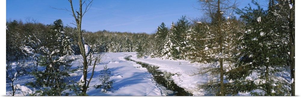 Snow covered trees in a forest, near New York State Route 28, Old Forge, New York State