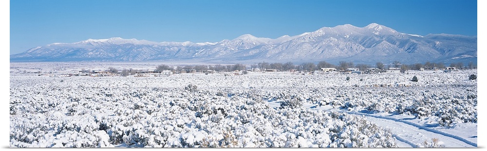 Snow covered trees on a landscape with mountains in the background, Taos Mountain, New Mexico,