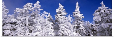 Snow covered trees, Stratton Mountain Resort, Stratton, Windham County, Vermont
