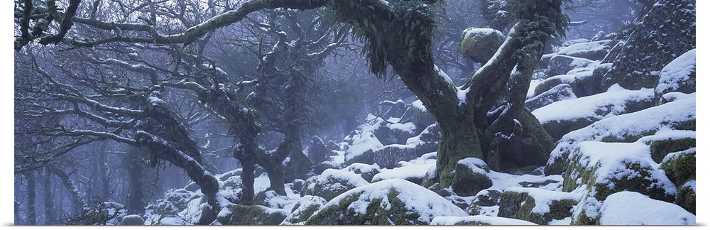 Snow covered trees, Wistman's Wood, Dartmoor National Park, Devon, England