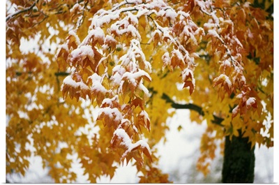 Snow on autumn color leaves, Oregon, united states,