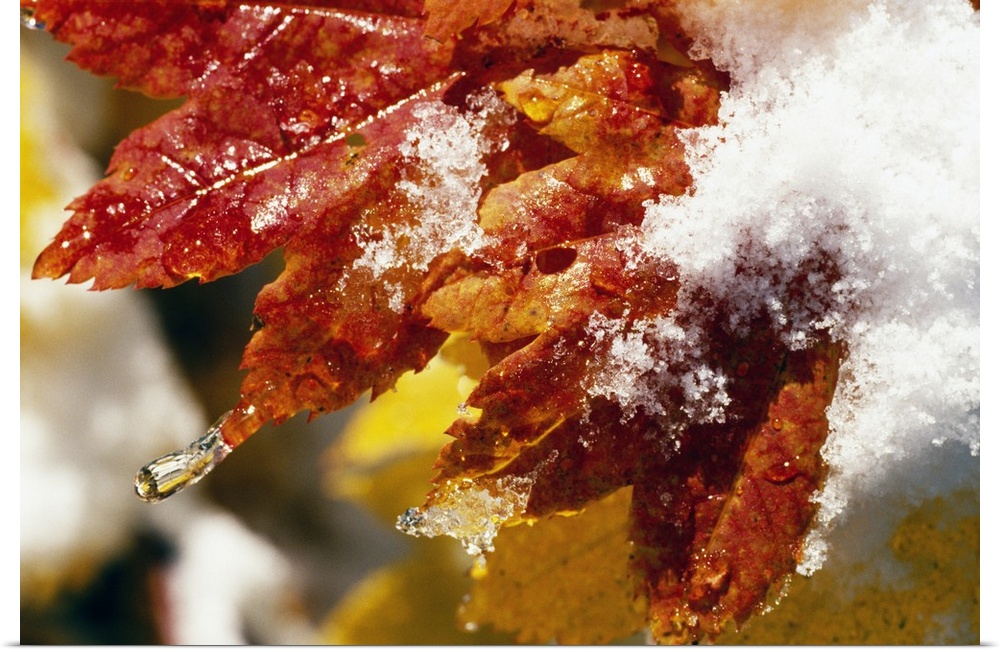 Fall colored leaves are photographed closely as they are covered with snow and ice.