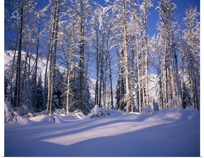 Snow on cottonwood trees in mountains, Alaska