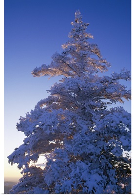 Snow On Pine Tree