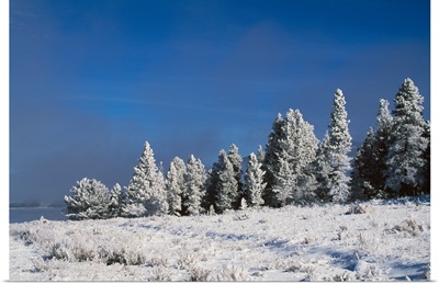 Snow on pine trees, dark sky, Rocky Mountains, Colorado