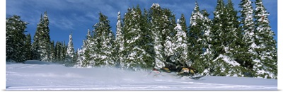 Snowmobiling in Yellowstone National Forest CA