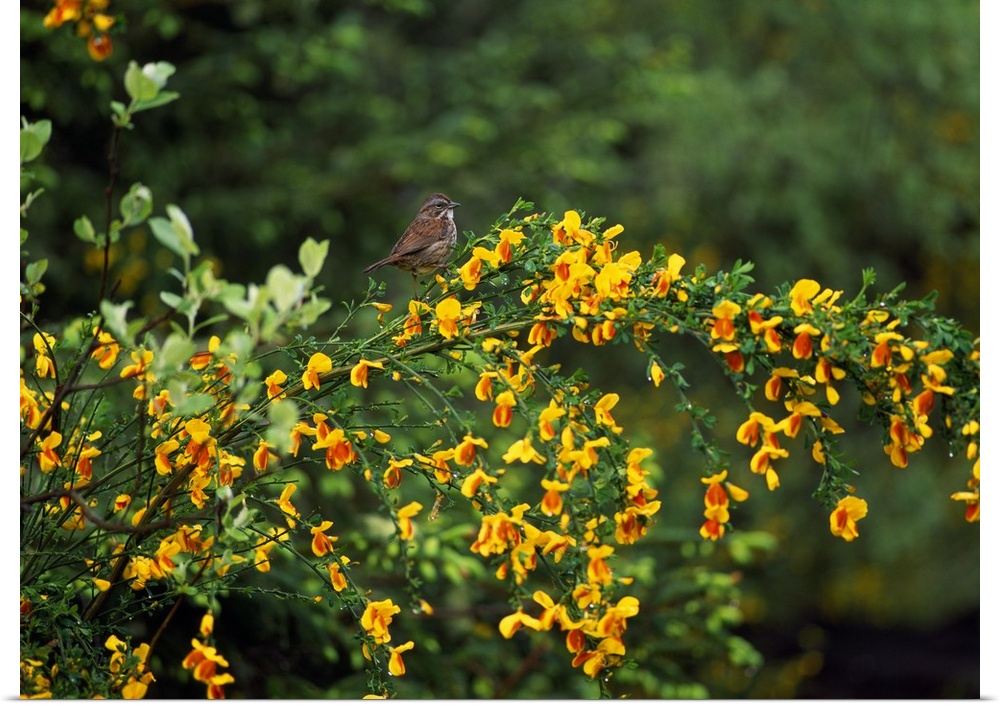 Large photographic art close-up of a song sparrow bird perched on a newly bloomed scotch broom plant in the spring. Vibran...