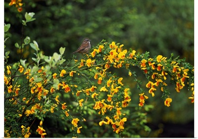 Song Sparrow Bird On Blooming Scotch Broom Plant
