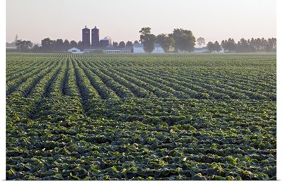 Soy bean field, distant farm buildings, Iowa