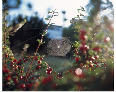 Spider web and morning dew on a bush with red berries, Baden-Wurttemberg, Germany