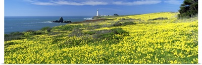 Spring Flowers & Pigeon Point Lighthouse CA