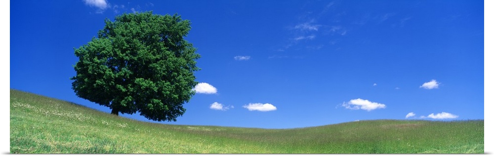 Panoramic photograph of one huge tree in a hilly meadow of short grass under a cloudy sky.